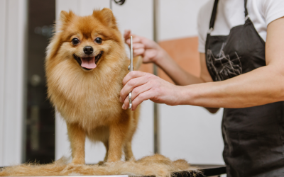 How Dog Grooming Can Improve the Lives of Pets (And Their Owners)
