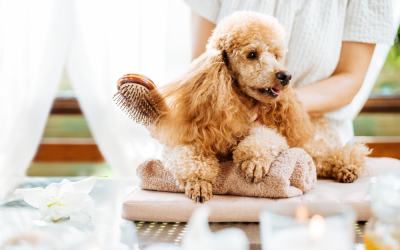 Preparing Your Pooch for Cooler Weather: Fall Grooming and Coat Care (Part 1)
