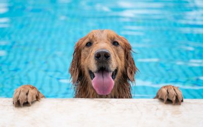 Rain or Shine: Why Indoor Dog Parks Are a Game-Changer for Pet Owners