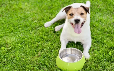 The Vital Importance of Water Bowls in Dog Play Areas and Suites: Pawtown Oasis Sets the Standard