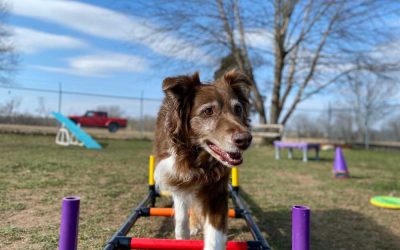 How Dogs React to Their First Boarding Experience and Why Pawtown Oasis LLC is the Perfect Choice for Their Stay