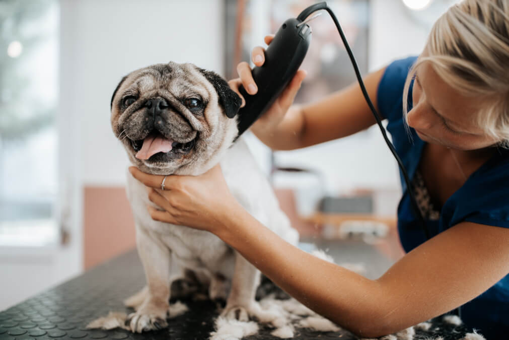 Pawtown-Oasis-The-Importance-of-Regular-Grooming-for-Your-Dog’s-Health-and-Happiness