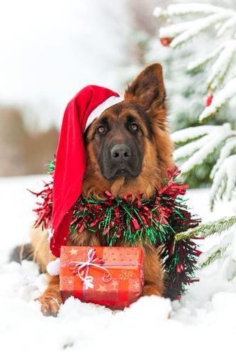 Pawtown Oasis Santa Holiday Dog