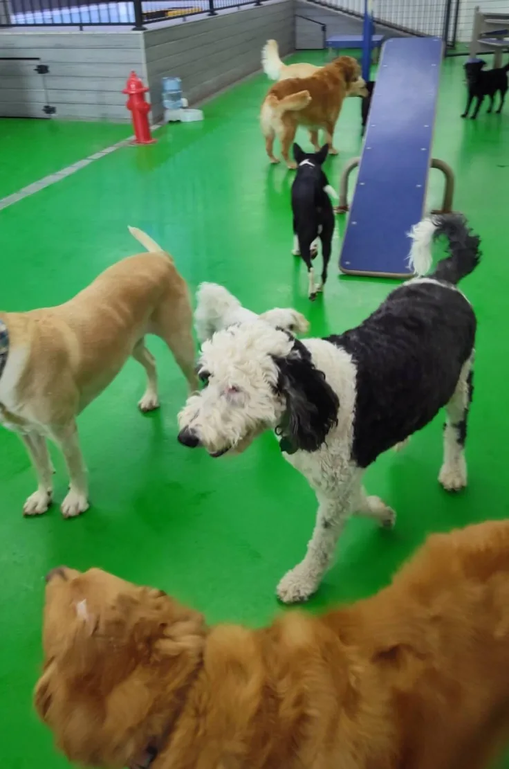 Pawtown-Oasis-Dog-day-care-indoor-training